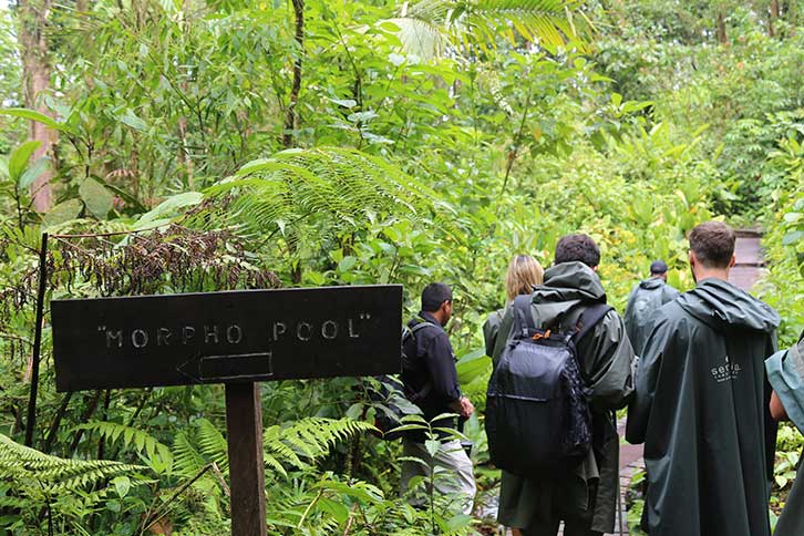 Nature tour in the rainforest