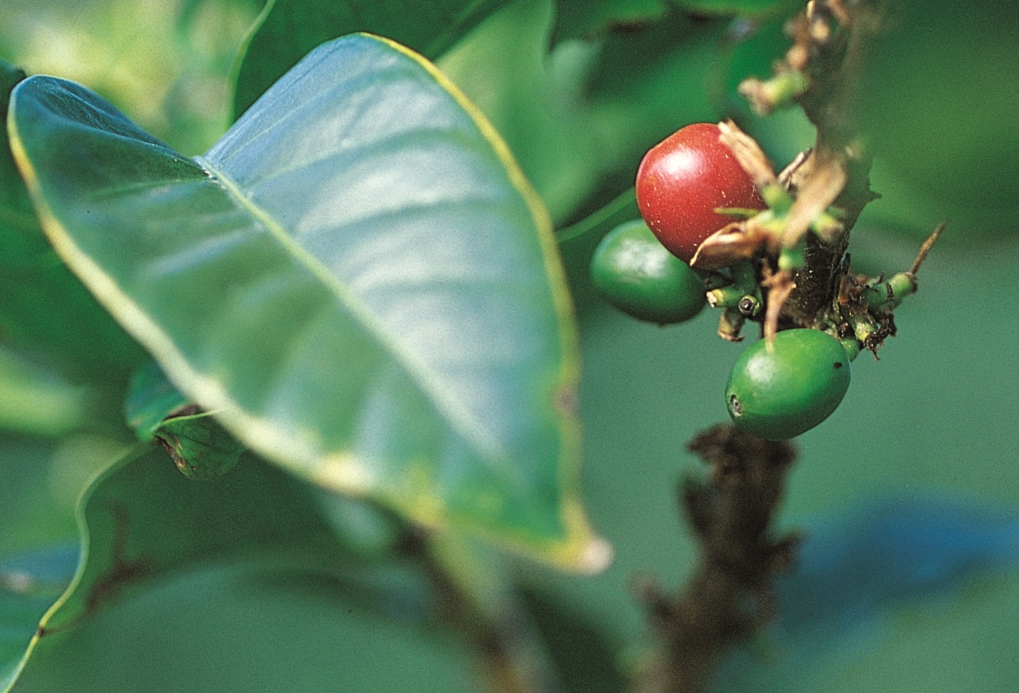 Dominican Coffee