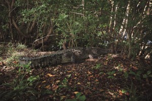 Resting crocodile in Ixtapa - Nature bike ride