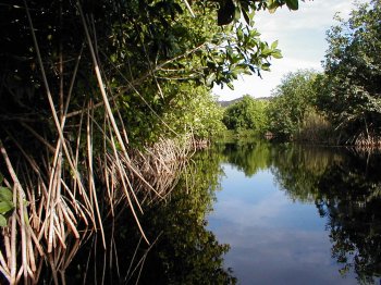 Ventanilla canoe tour - help sea turtles