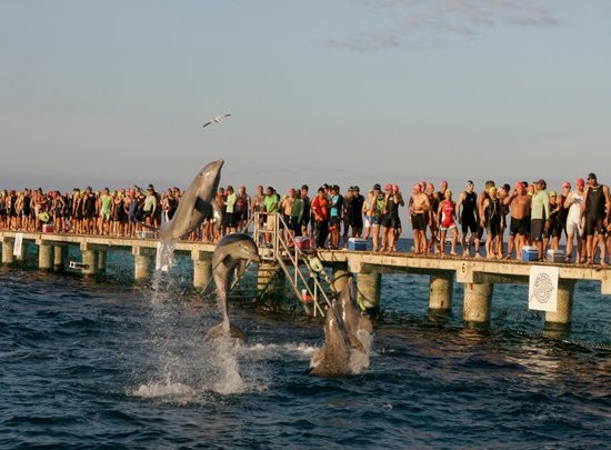 Ford Ironman Cozumel dolphins