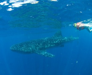 Whale Shark Snorkeling Tour