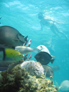 Marinarium tour in the Dominican Caribbean