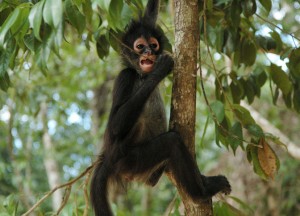 Riviera Maya spider monkey