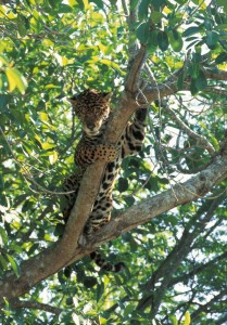 Riviera Maya jaguar