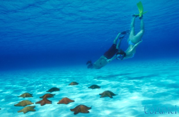 Natural treasures in Cozumel you can share while snorkeling in the reef