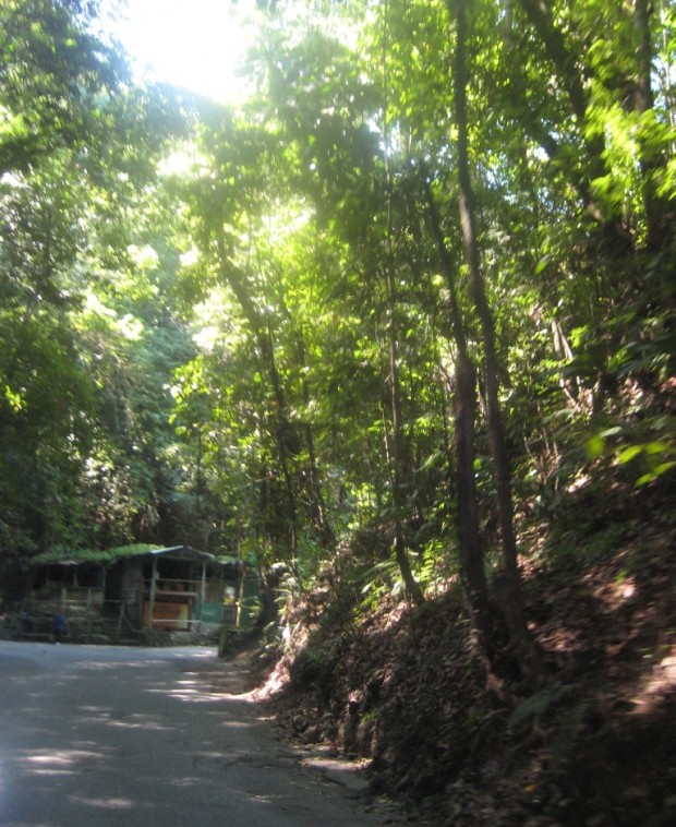 Fern Gully in Jamaica