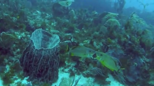 Fighting fish - diving in Riviera Maya