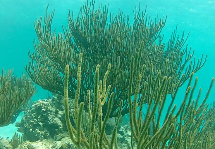 Diving in the Riviera Maya - coral reef