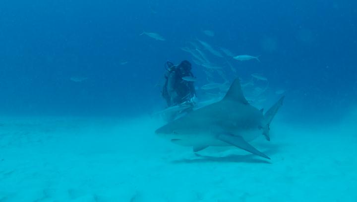 Diving adventure in Riveira Maya - fish and shark