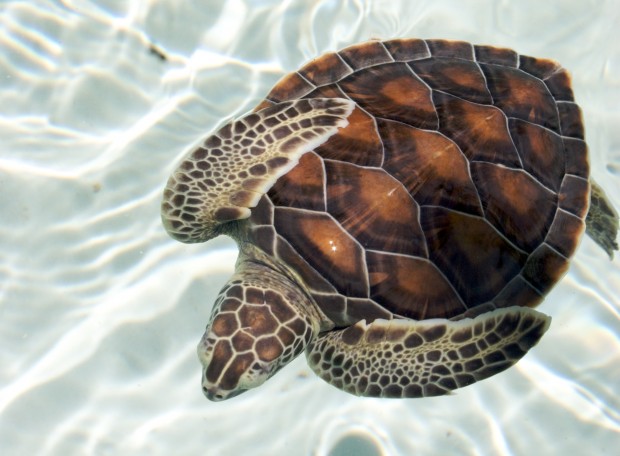 Sea turtle in Cozumel