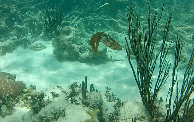 Find squids scuba diving in Riviera Maya