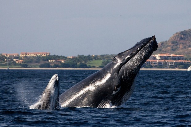 Hunchback whales in Puerto Vallarta