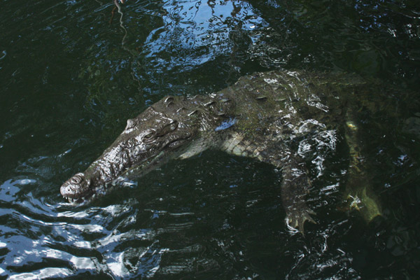 Black River Safari crocodile - Nature of Negril