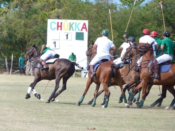 Jamaica Polo