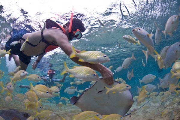 Swimming With Stingrays - Review Of A Family Tour In Cozumel - AmstarDMC