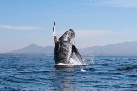 Whale jumping out the ocean