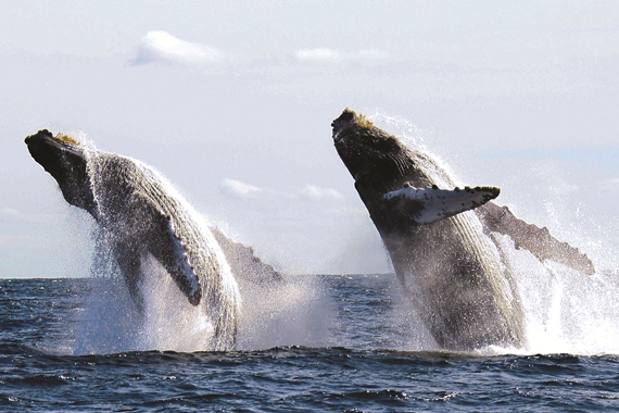 Whales jumping out the ocean