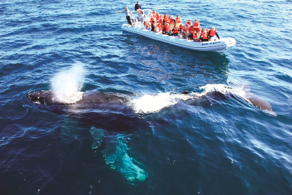 Whale Watching Tour