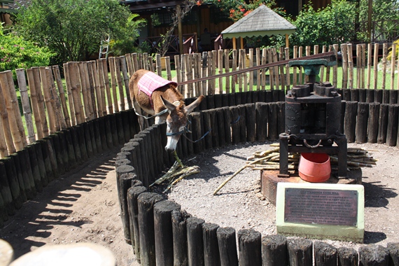 Appleton Estate, Jamaica