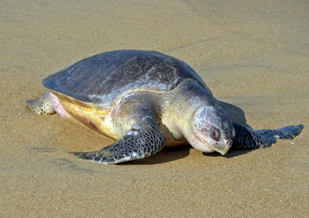 pacific-ridley-turtle A Pacific Ridley Sea Turtle making her way to the beach in Huatulco to nest