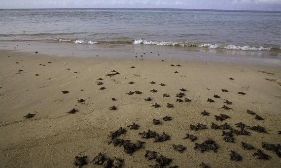 Releasing sea turtles in Ixtapa-Zihuatanejo