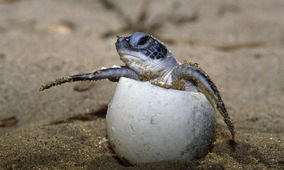 Turtle Hatchling, WWF