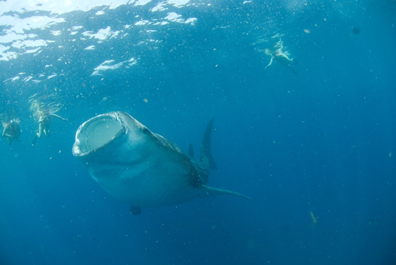 Swimming with whale sharks in Cancun