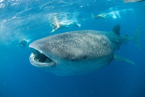 Swimming with whale sharks, Mexico