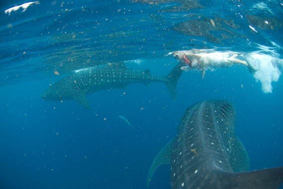 Whale shark swim off the coast of Cancun