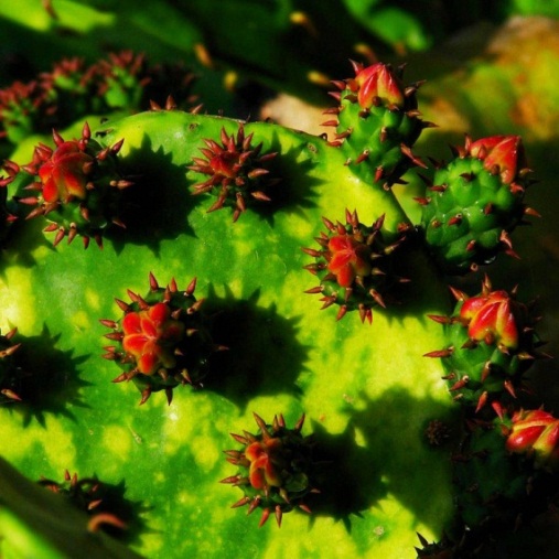 Blooming Cactus, Los Cabos