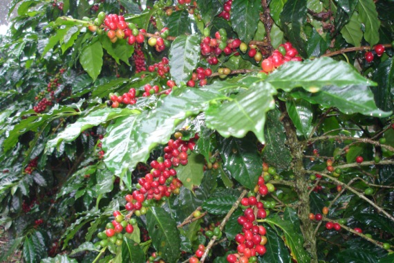 Coffee beans, Oaxaca