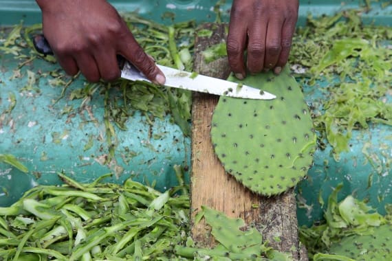 Removing nopal prickles