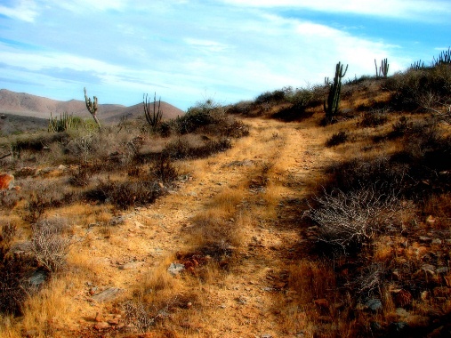 Desert road in Los Cabos