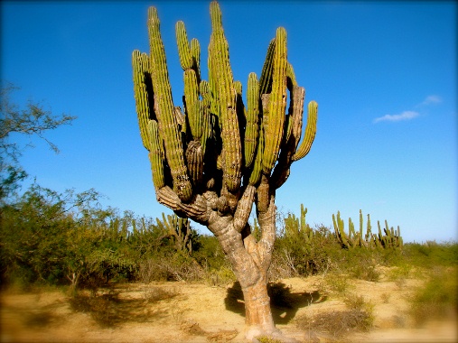 Cactus growing in the Cabo desert