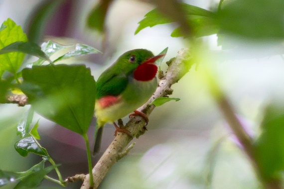 Jamaican Tody