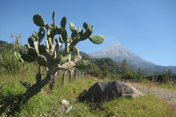 Nopal cactus, Mexico