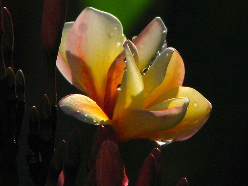 Plumeria, Los Cabo