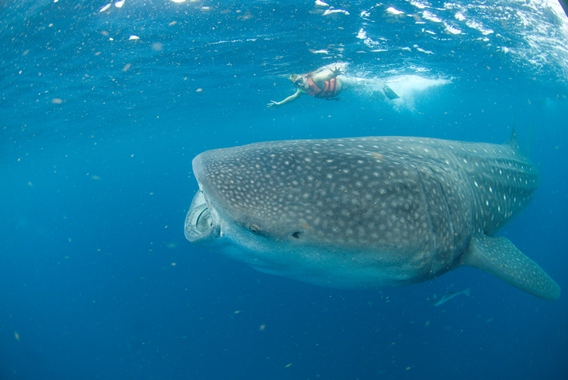 Swimming with Whale Sharks in Cancun - AmstarDMC