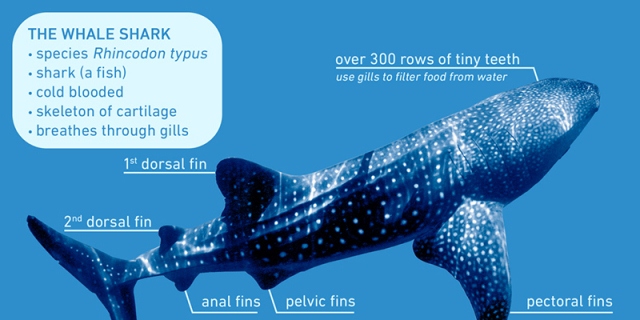 Whale shark infographic