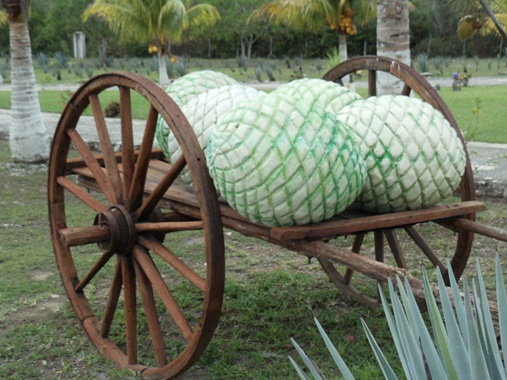 A wooden cart used to haul the piñas or hearts of the agave, whose sap or nectar is fermented to produce tequila