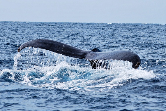 The tail of a humpback whale, emerging from the waters off of the coast of Los Cabos, Mexico