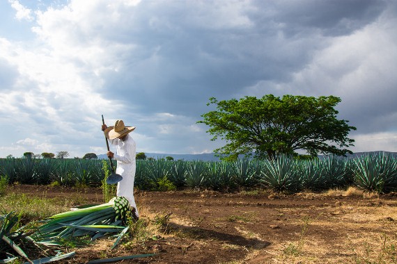 A jimador of the Blue Agave separating the piña from its leaves