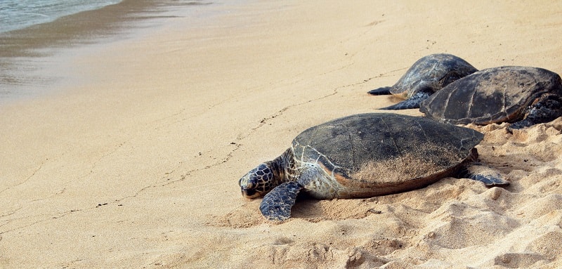 Nature Activities in Cabo: Whales, Turtles, Snorkeling + More! | Amstar ...