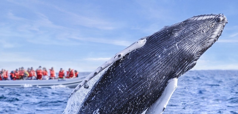 nature activities in cabo whale breaching baja california