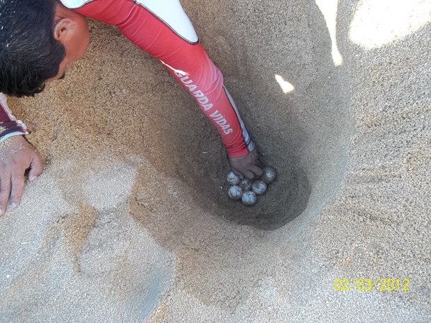 sea-turtle-nest A volunteer from Secrets Huatulco arranges sea turtles eggs in order to protect the nesting site from the elements as well as possible predators
