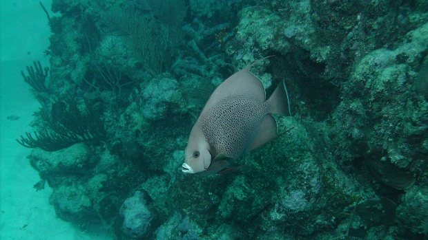 A tropical fish swimming in front of the coral reef at Akumal, Mexico