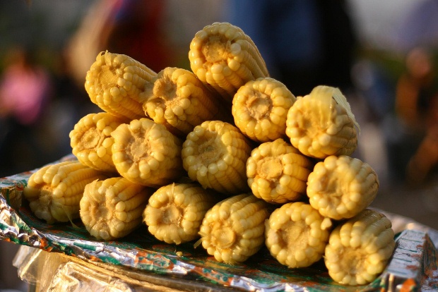 Boiled corn cobs on a plate