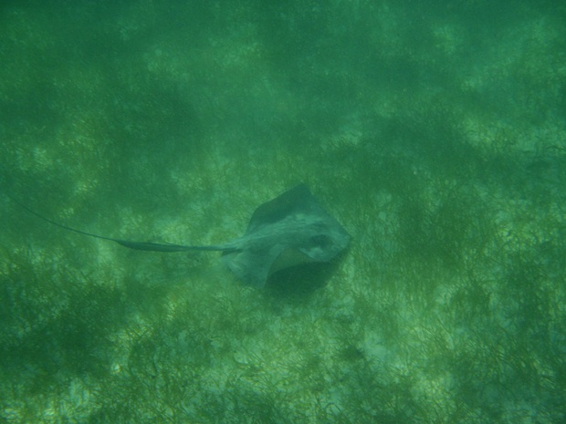 A manta ray grazing on sea grass off the coast of Akumal Bay, Mexico