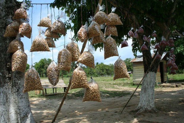 Peanuts hanging from a tree in Jamaica